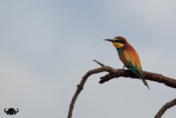 European Bee-Eater