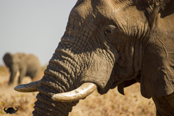Elephant Portrait