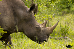 An un-poached White Rhino