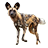 African Wild Dog