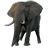 African Elephant