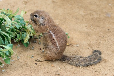 South African ground squirrel