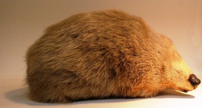 Giant golden mole