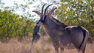 Roan antelope