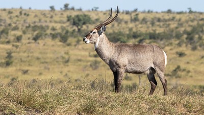Waterbuck
