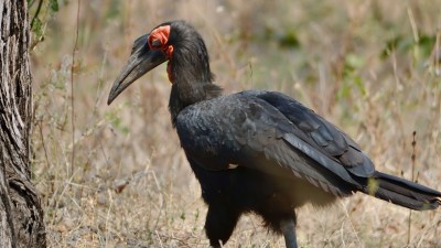 Southern ground-hornbill