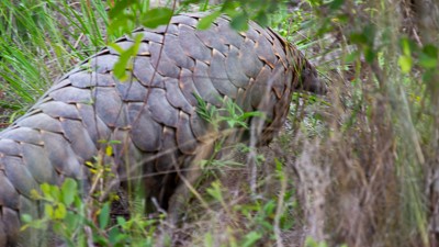 Ground pangolin