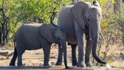 African elephant