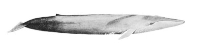 Blue whale