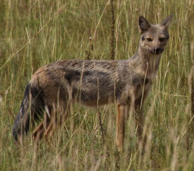 Side-striped jackal