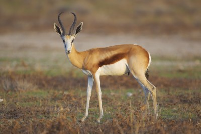 Springbok antelope